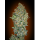 Cheese Berry | Feminised, Indoor & Outdoor