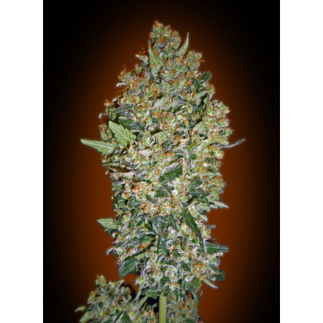 Cheese Berry | Feminised, Indoor & Outdoor