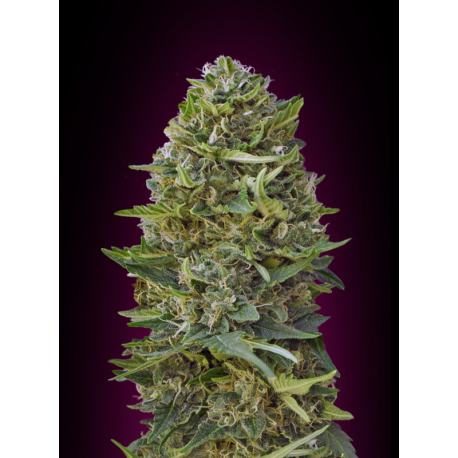 Caramel Kush | Feminised, Indoor & Outdoor