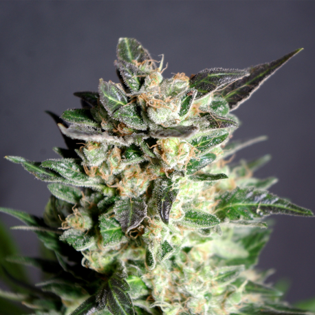 Diesel Glue | Feminised, Indoor & Outdoor