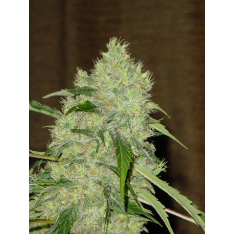 Bubble Gum | Feminised, Indoor & Outdoor