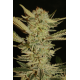 Bubble Gum | Feminised, Indoor & Outdoor
