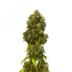 Swiss Dream Auto CBD | Feminised, Auto, Indoor & Outdoor