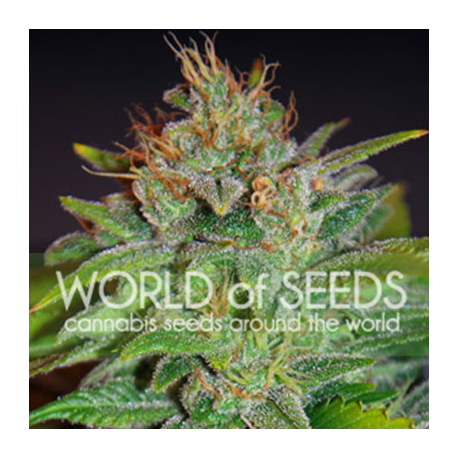 Skunk 47 | Feminised, Indoor & Outdoor