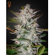 Holy Punch | Feminised, Indoor & Outdoor