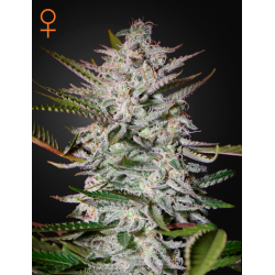 Holy Punch | Feminised, Indoor & Outdoor