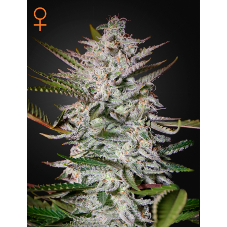 Holy Punch | Feminised, Indoor & Outdoor