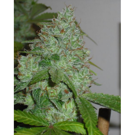 Chem OG | Feminised, Indoor & Outdoor