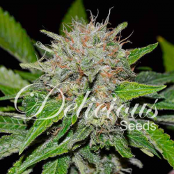 Deep Mandarine CBD | Feminised, Indoor & Outdoor