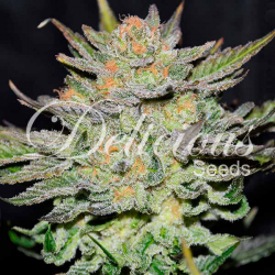 Auto Blue Ace CBD | Feminised, Auto, Indoor & Outdoor