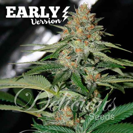 Delicious Candy Early Version | Feminised, Indoor & Outdoor