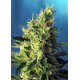 Sweet Pure CBD | Feminised, Indoor & Outdoor