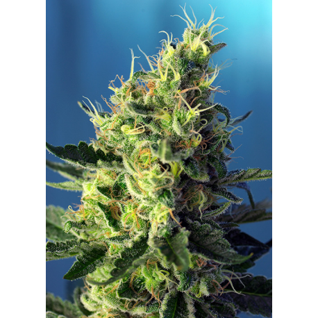 Sweet Pure CBD | Feminised, Indoor & Outdoor