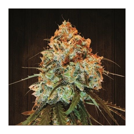 Golden Tiger | Feminised, Indoor