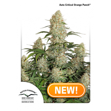 Auto Critical Orange Punch | Feminised, Auto, Indoor & Outdoor