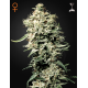 White Rhino | Feminised, Indoor & Outdoor