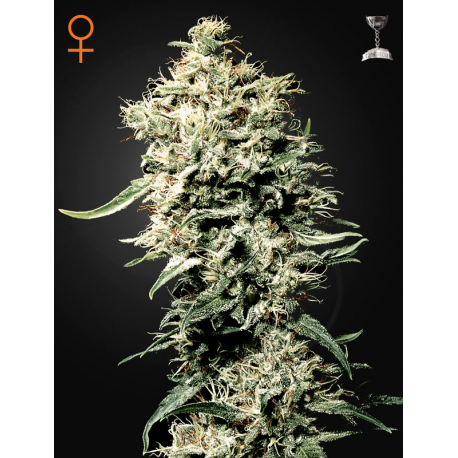White Rhino | Feminised, Indoor & Outdoor