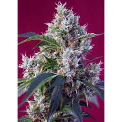 Indigo Berry Kush | Feminised, Indoor & Outdoor