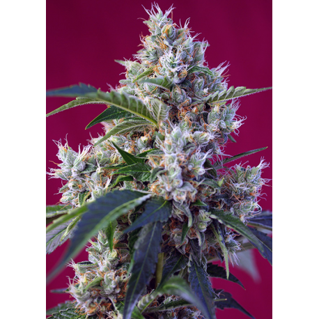 Indigo Berry Kush | Feminised, Indoor & Outdoor
