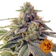 Shiskaberry | Feminised, Indoor & Outdoor