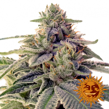 Shiskaberry | Feminised, Indoor & Outdoor
