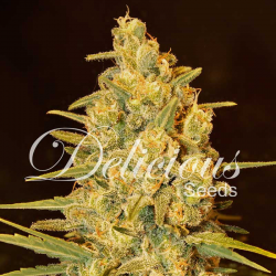 Critical Sensi Star | Feminised, Indoor & Outdoor