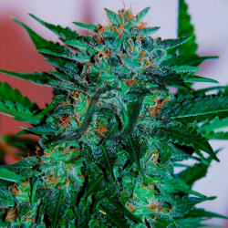 Flash Babylon Automatic | Feminised, Auto, Indoor & Outdoor