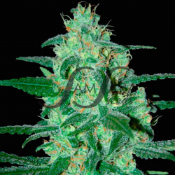 Thunder Bloody Mary Auto | Feminised, Auto, Indoor & Outdoor