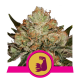 Hulkberry | Feminised, Indoor & Outdoor