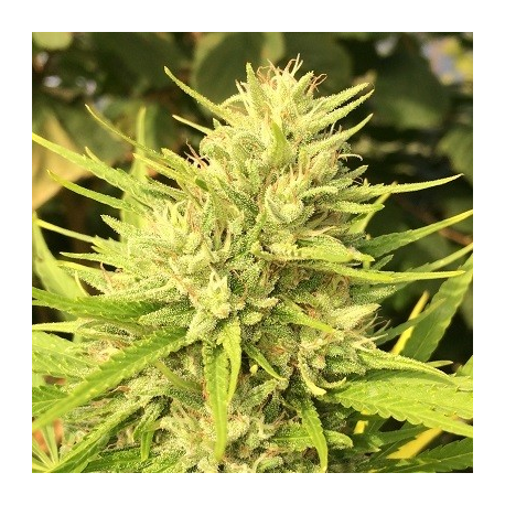 Malawi x Panama | Feminised, Indoor & Outdoor