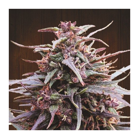 Purple Haze x Malawi | Indoor & Outdoor