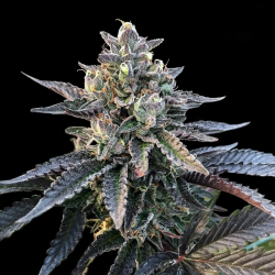 Gelato Sorbet | Feminised, Indoor & Outdoor