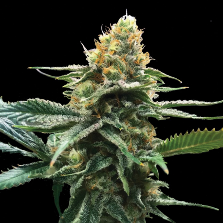 Sour Sorbet | Feminised, Indoor & Outdoor