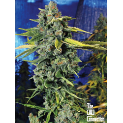 Blue Dream Haze | Feminised, Indoor & Outdoor