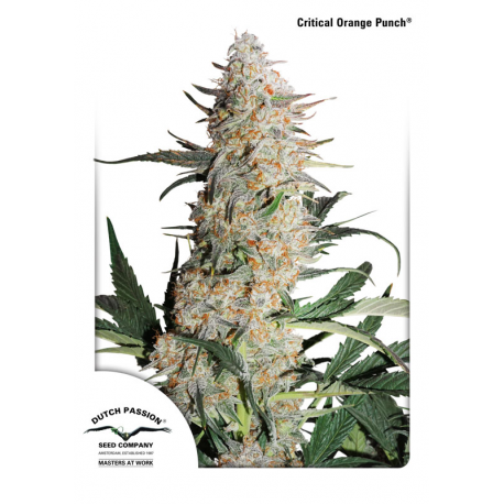 Critical Orange Punch | Feminised, Indoor & Outdoor