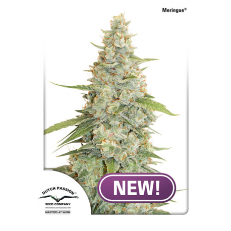 Meringue | Feminised, Indoor & Outdoor