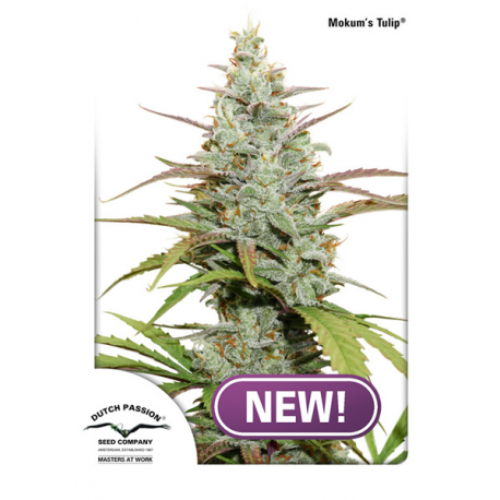 Mokum’s Tulip | Feminised, Indoor & Outdoor