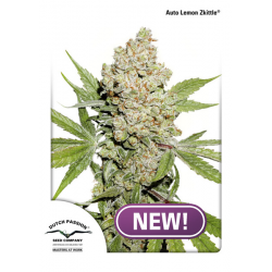 Auto Lemon Kix | Feminised, Auto, Indoor & Outdoor