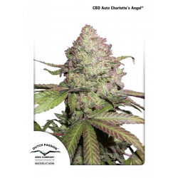 CBD Auto Charlotte’s Angel | Feminised, Auto, Indoor & Outdoor