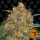 Orange Sherbert | Feminised, Indoor & Outdoor