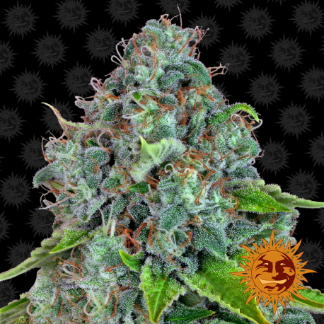 Strawberry Lemonade | Feminised, Indoor & Outdoor