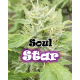 Soul Star | Feminised, Indoor & Outdoor