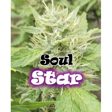 Soul Star | Feminised, Indoor & Outdoor