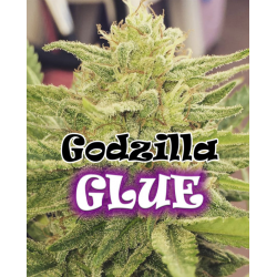 Godzilla Glue | Feminised, Indoor & Outdoor