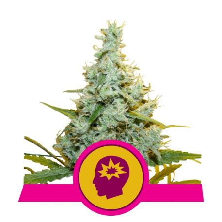AMG - Amnesia Mac Ganja | Feminised, Indoor & Outdoor