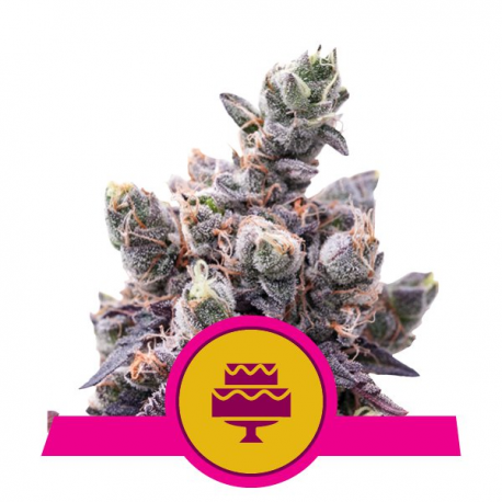 Wedding Gelato | Feminised, Indoor & Outdoor