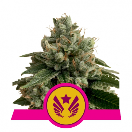 Legendary Punch | Feminised, Indoor & Outdoor