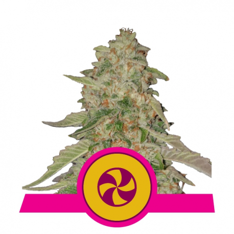 Sweet Zkittlez | Feminised, Indoor & Outdoor