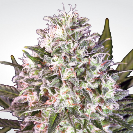 Space Cookies | Feminised, Indoor & Outdoor