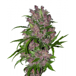 Purple Bud Automatic | Feminised, Auto, Indoor & Outdoor